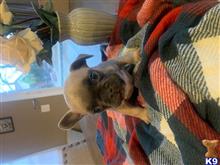 french bulldog puppy posted by Cammeron Richard